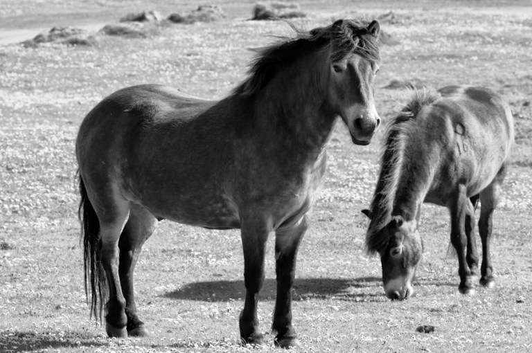 Exmoor ponies