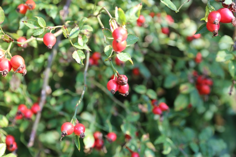 transition-minett-urban-gardening-20