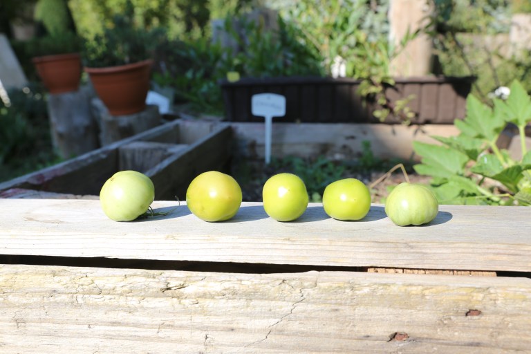 transition-minett-urban-gardening-23