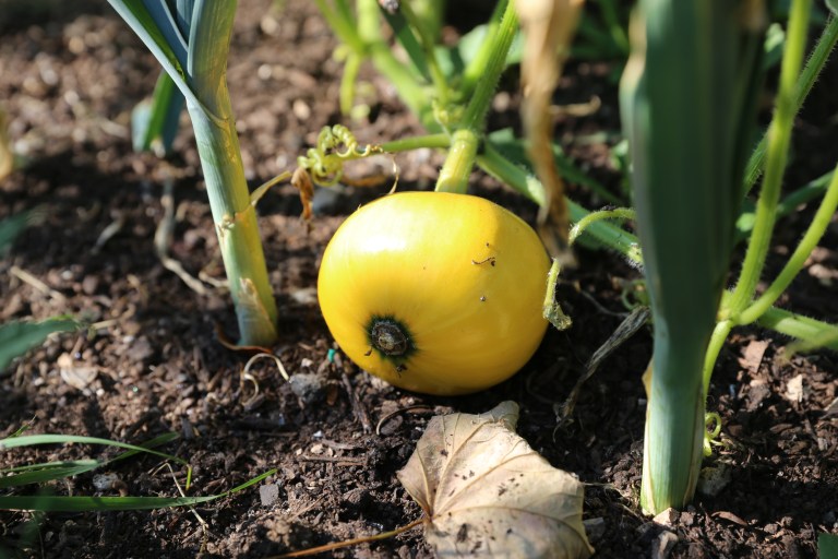 transition-minett-urban-gardening-40