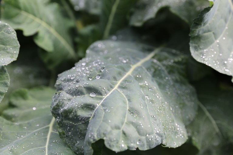 transition-minett-urban-gardening-43