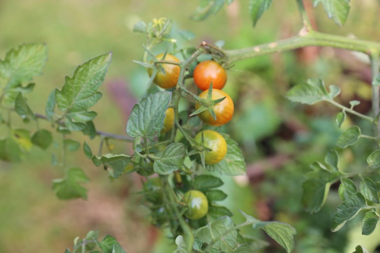 transition-minett-urban-gardening-44