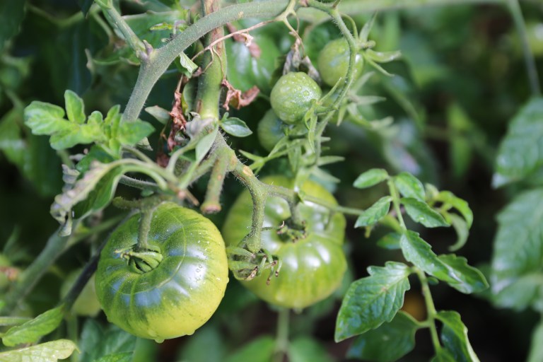 transition-minett-urban-gardening-49