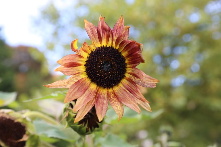 transition-minett-urban-gardening-53