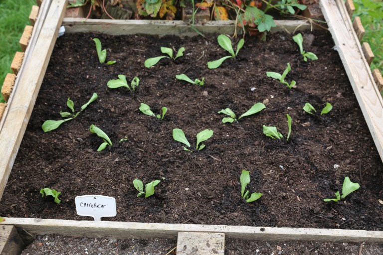 transition-minett-urban-gardening-7